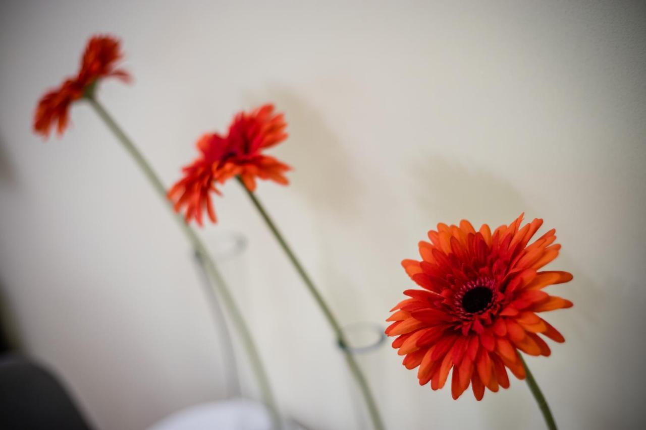 Apartament Wietora Wawelofts Krakow Ngoại thất bức ảnh